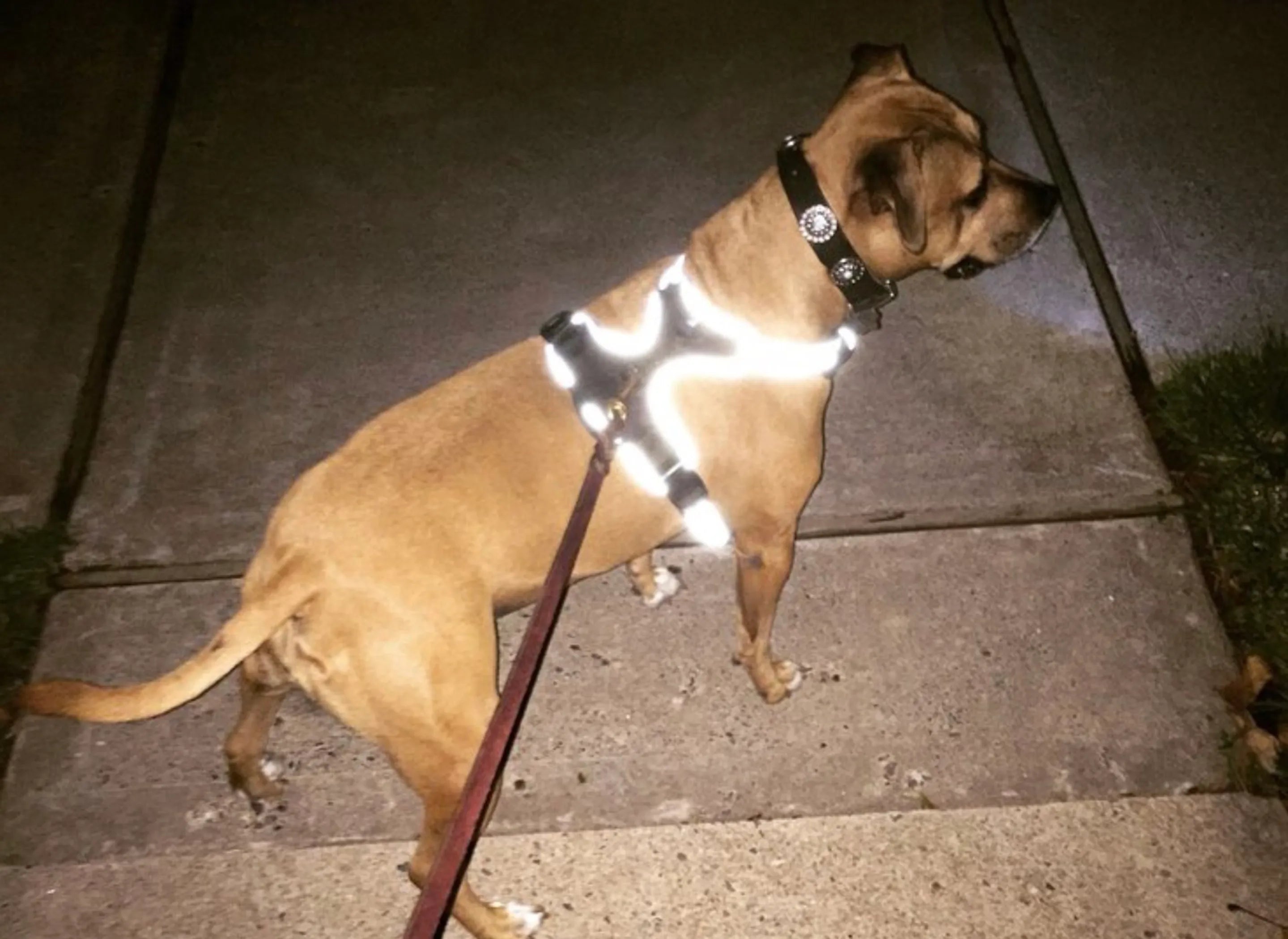 NightWalk LED Dog Harness — Built-In Light for Safe Night Walks