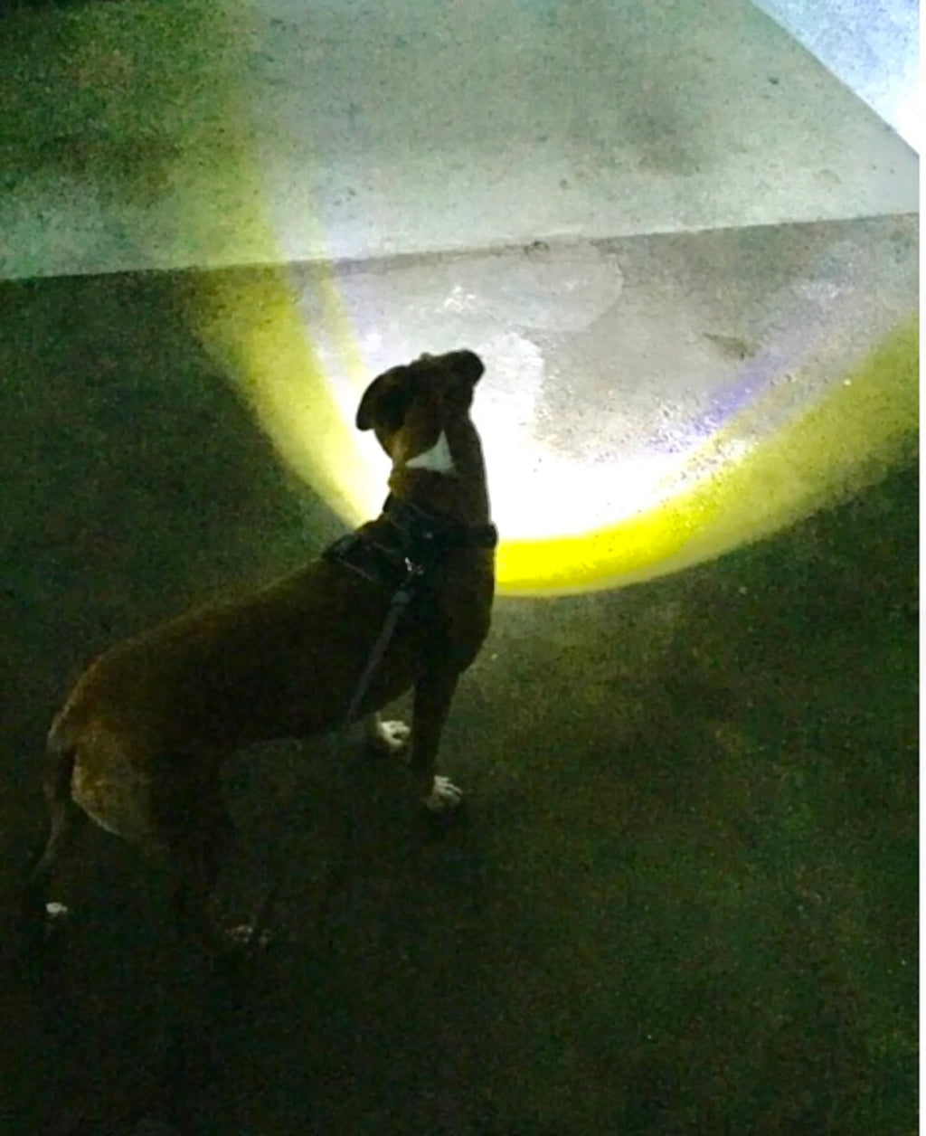 NightWalk LED Dog Harness — Built-In Light for Safe Night Walks