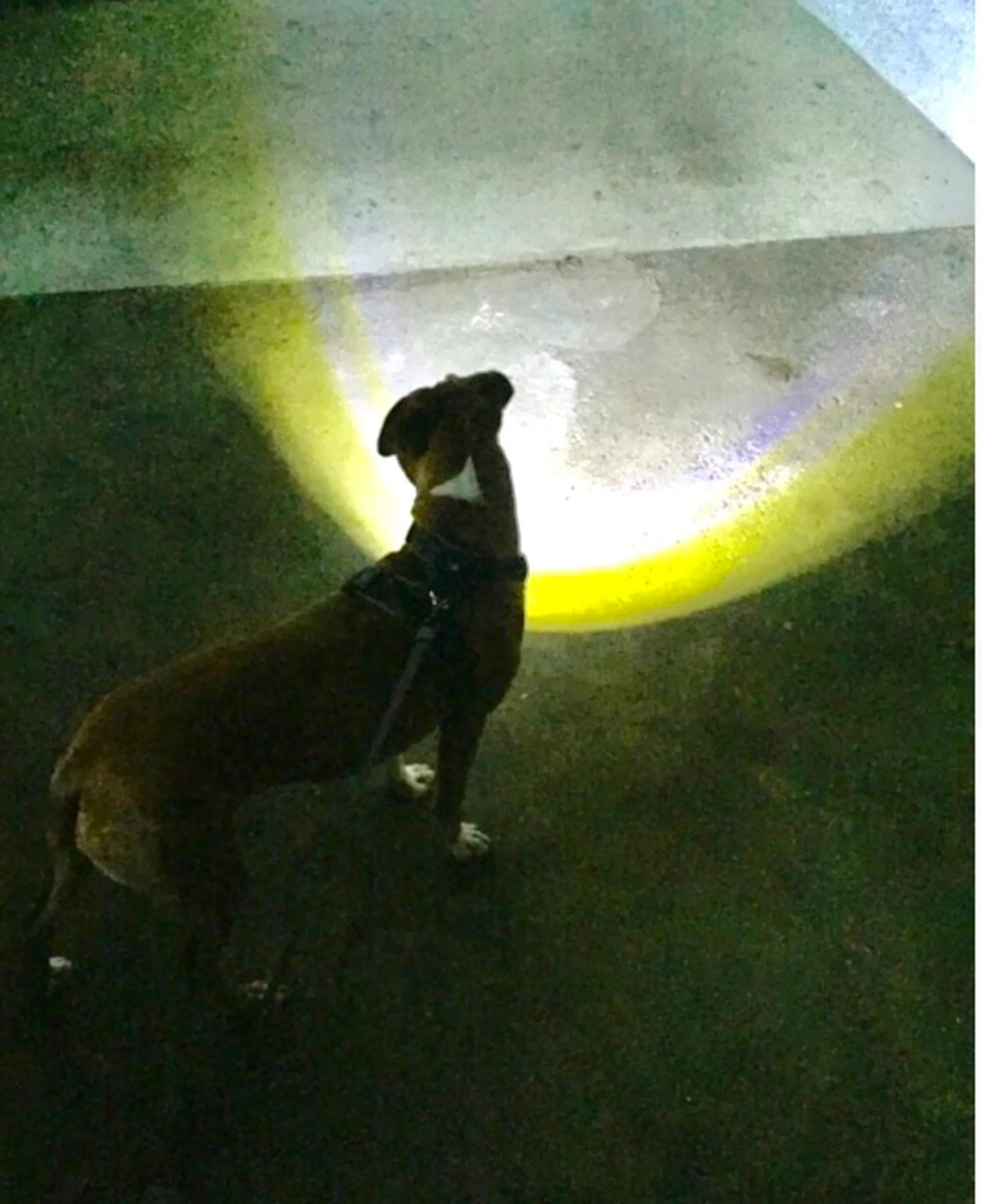 NightWalk LED Dog Harness — Built-In Light for Safe Night Walks