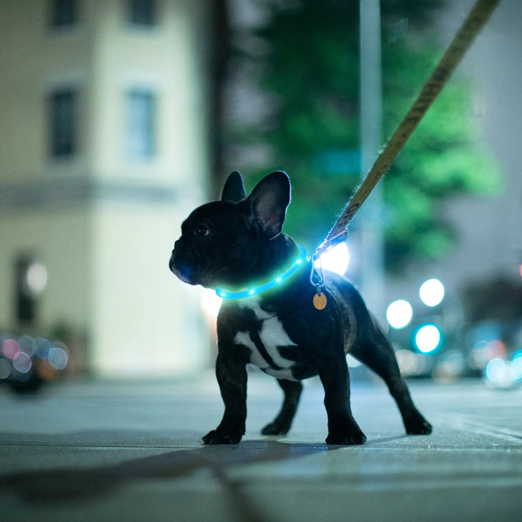 NightWalk LED Dog Collar — USB Rechargeable Safety Collar