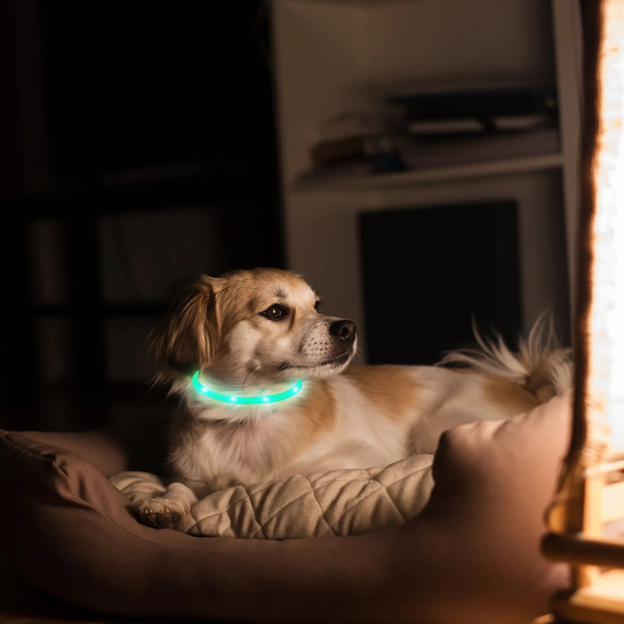 NightWalk LED Dog Collar — USB Rechargeable Safety Collar